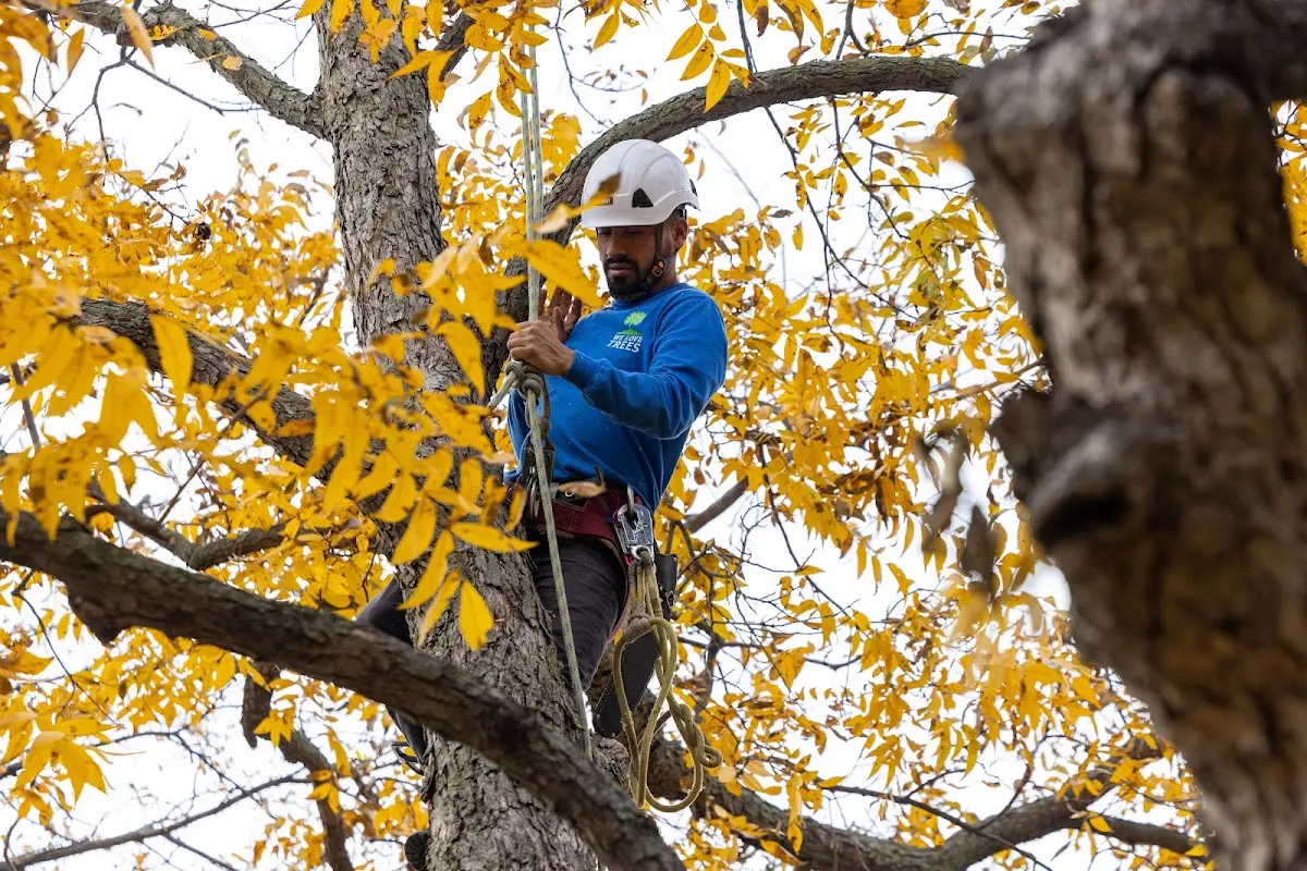 Skilled Tree Pruning crew working in Keansburg
